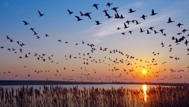 Día Mundial De Las Aves Migratorias Post