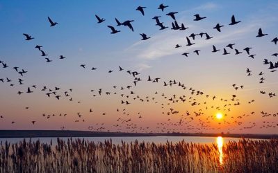 Día Mundial De Las Aves Migratorias Post