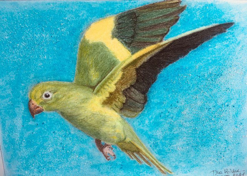 Taller de Dibujo-2021-Pájaro II