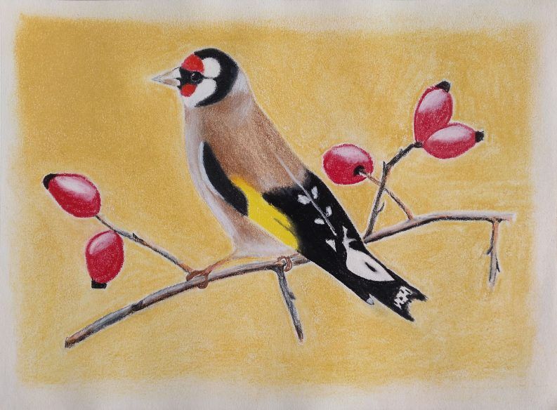 Taller de Dibujo-2021-gilguero