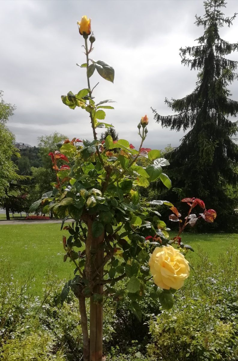 19 Solo en mitad de la tierra