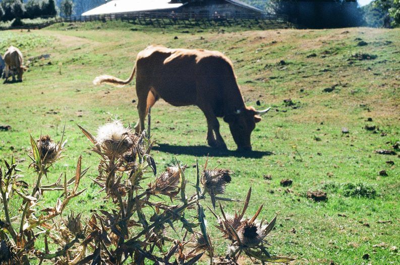 21 Pastando de Brañagallones