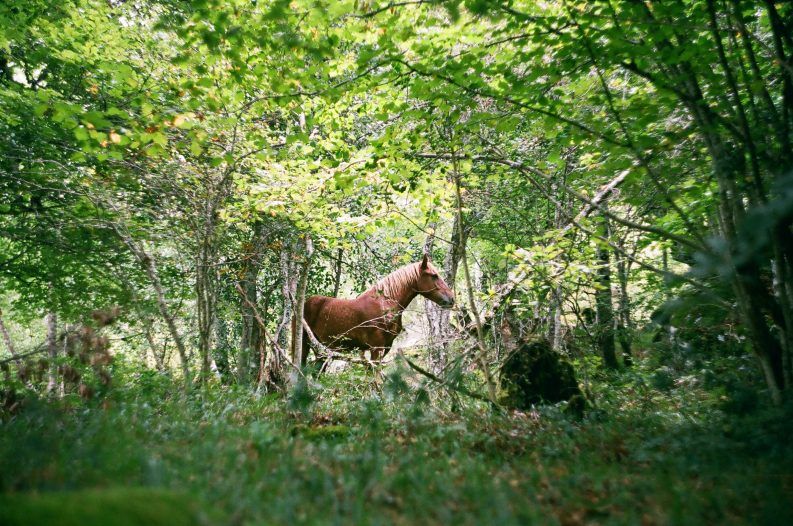 22 Camín de la Vega Abaxu