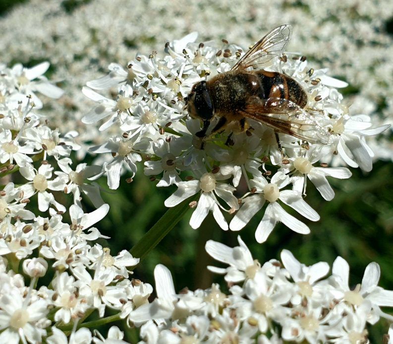 40 Ingredientes para la miel