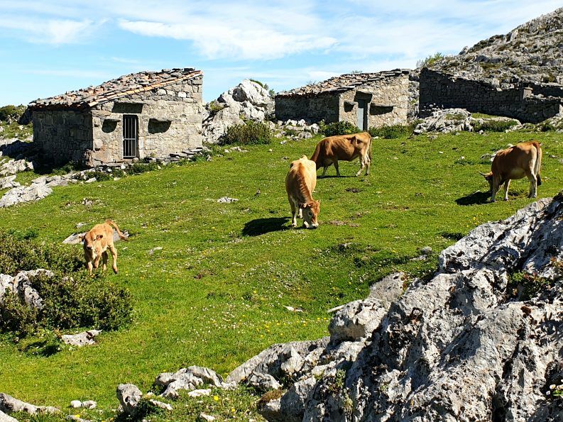 41 Pastando en las alturas