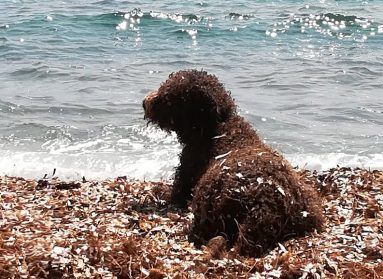 LLEVA A TU PERRO A LA PLAYA-post