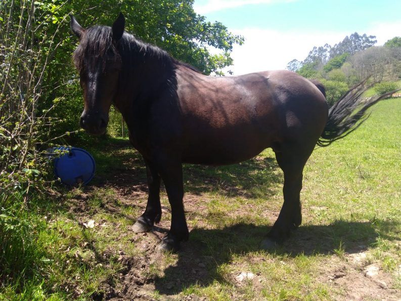 01 ESPANTANDO MOSCAS