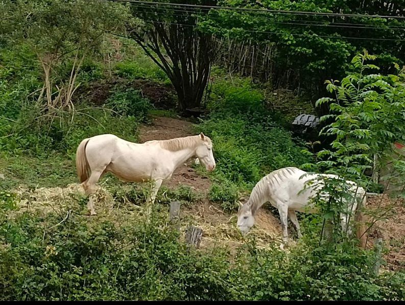 05 LIBRES EN LA MATA
