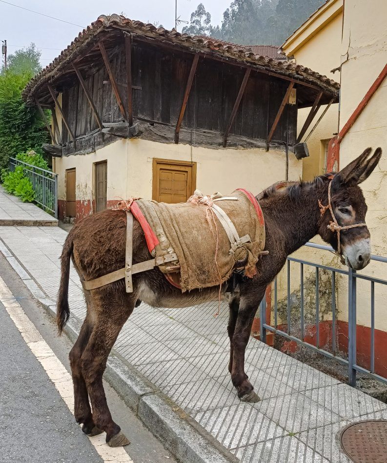 08 PREPARADO PARA IR AL MERCADO