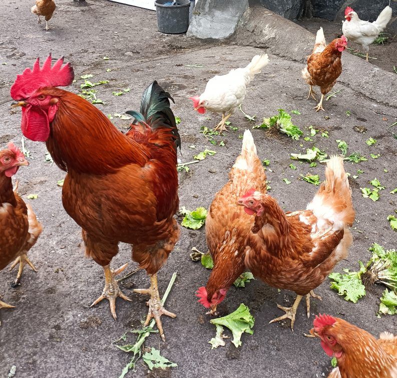 11 TOMANDO EL APERITIVO