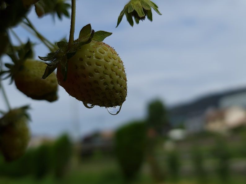 13 FRESA EN EL CIELO