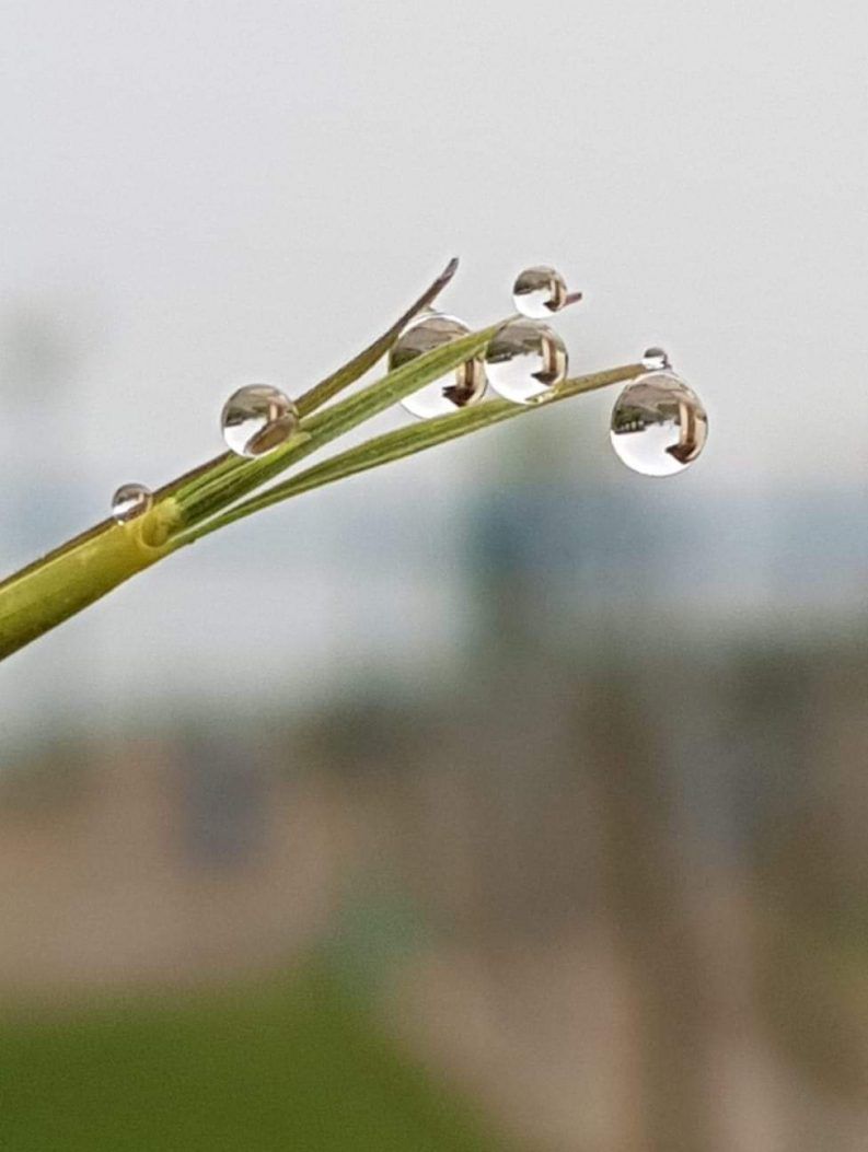 14 NATURALEZA Y PERFECCIÓN