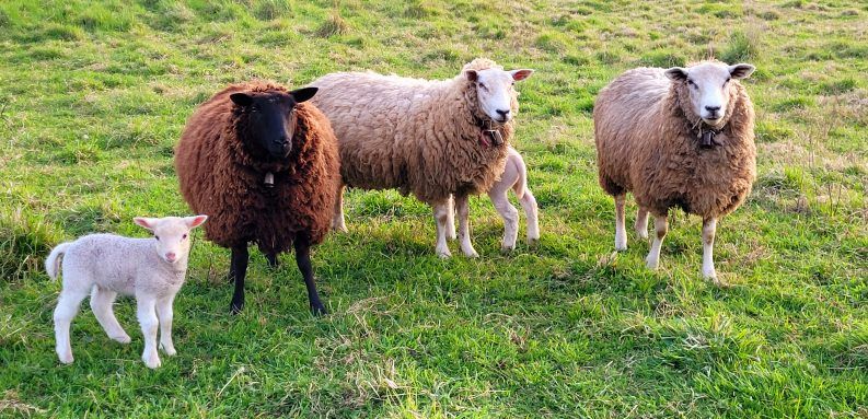 24FAMILIES PRESTOSES