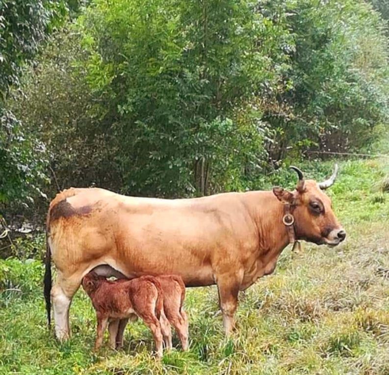 25 MADRE NO HAY MÁS QUE UNA