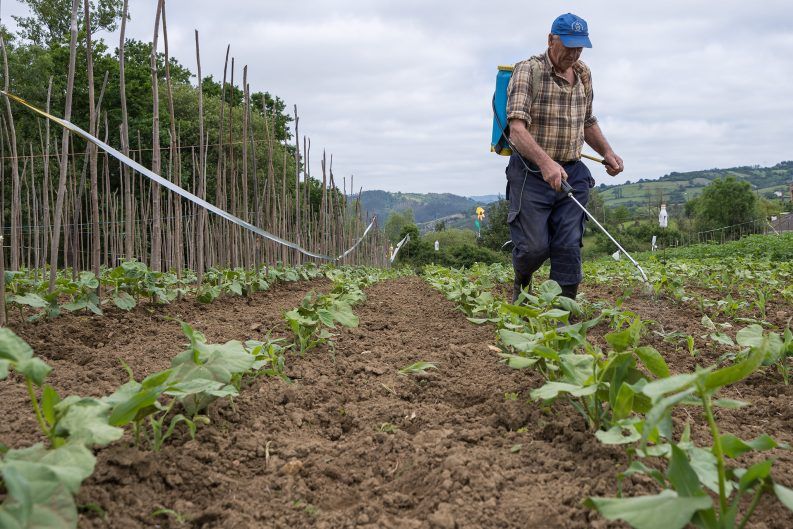 35 CUIDANDO LES FABES