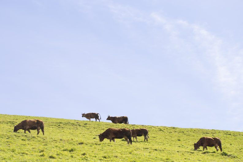 36 VACAS PASTANDO AL SOL