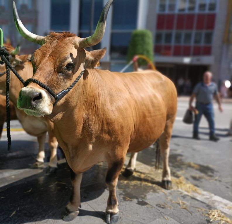 39 DEL CAMPO A LA CIUDAD
