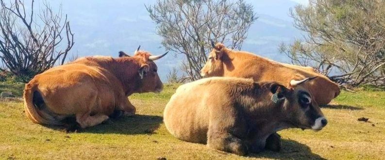 46 A LA SOLANA DEL MONTE