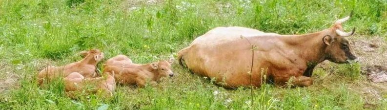 47 RELAX EN LOS PRADOS