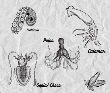 Sepia, calamar y pulpo-infografía